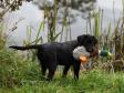 <a href="/ajaxhund.php?hund=Ravensbank%20Holly" data-toggle="modal" data-target="#myModal" data-remote="false" >Ravensbank Holly (Holly)</a> godt tre måneder gammel. <span id="copyright">&copy;Knud Erik Thinggaard</span>