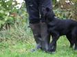 <a href="/ajaxhund.php?hund=Ravensbank%20Holly" data-toggle="modal" data-target="#myModal" data-remote="false" >Ravensbank Holly (Holly)</a> godt tre måneder gammel. <span id="copyright">&copy;Knud Erik Thinggaard</span>