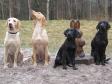 2012 Easter training at Bornholm i sleet and snow. A whole bunch of fine dogs. To the left Ravensbank Express (Chilli), then it is 4RM2014 Ravensbank Fay (Fay) (who more and more looks like Waggie) og rightmost it is Ravensbank Economist (Mynte). The young dog who was forced to sit next to the Easter Bunny is Ravensbank Wicked (Wicked).&nbsp;&copy;Frank Graversen