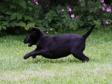 Fuld fart på <a href="/ajaxhund.php?hund=Ravensbank%20Economist" data-toggle="modal" data-target="#myModal" data-remote="false" >Ravensbank Economist (Mynte)</a> i en alder af 8 uger <span id="copyright">&copy;Pia Bielefeldt</span>