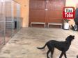 Den indledende træning af fri ved fod, hvor jeg shaper først med håndtarget og senere "låser" på knæet. Hunden er den seks måneder gamle Ravensbank Lennox (Jack)&nbsp;&copy;Ravensbank Labrador Retrievers