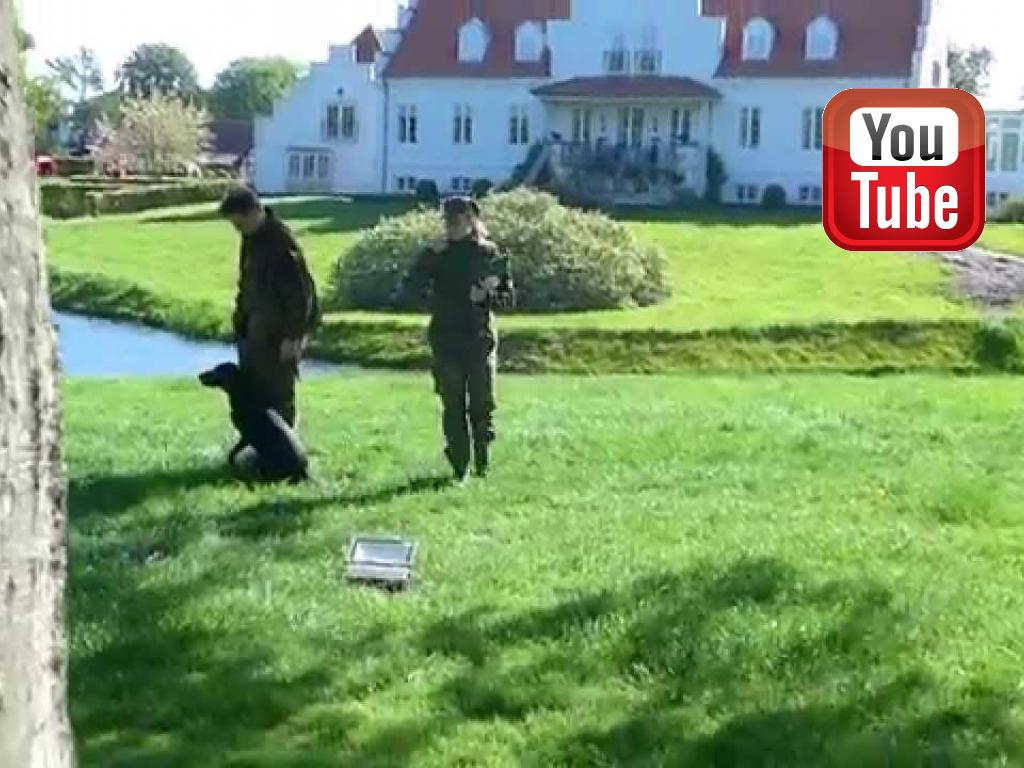 Ravensbank Ice (Maggie) og Niclas Helskov går en forrygende debut på C-prøve d. 17-05-2015 hvor Nellie er 1 år og 2 måneder gammel.&nbsp;&copy;Ravensbank Labrador Retrievers