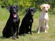Fra træningstræf på Sjælland i juni 2012, ses tre kuldsøskende. Til højre er det <a href="/ajaxhund.php?hund=Ravensbank%20FT" data-toggle="modal" data-target="#myModal" data-remote="false" >DKRLCH Ravensbank FT (Pink)</a> i midten er <a href="/ajaxhund.php?hund=Ravensbank%20Economist" data-toggle="modal" data-target="#myModal" data-remote="false" >Ravensbank Economist (Mynte)</a> og til venstre er det <a href="/ajaxhund.php?hund=Ravensbank%20Times" data-toggle="modal" data-target="#myModal" data-remote="false" >Ravensbank Times (Kato)</a>. De tre hunde er 13 måneder gamle. <span id="copyright">&copy;Pia Bielefeldt</span>