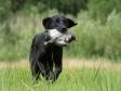 <a href="/ajaxhund.php?hund=Ravensbank%20Donna" data-toggle="modal" data-target="#myModal" data-remote="false" >Ravensbank Donna (Bibs)</a> knap to år gammel <span id="copyright">&copy;Sanne Amnitzbøll, Sannes Hundecenter</span>