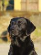 <a href="/ajaxhund.php?hund=Levenghyl%20Como" data-toggle="modal" data-target="#myModal" data-remote="false" >Levenghyl Como (Drago)</a> fotograferet i juli 2012 tre år gammel. <span id="copyright">&copy;<a href="http://kennelvasegaard.com" title="Klik her for at blive viderestillet til http://kennelvasegaard.com" target="_blank">Charlotte Rasmussen</a></span>