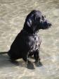 <a href="/ajaxhund.php?hund=Ravensbank%20Sir%20Percivale" data-toggle="modal" data-target="#myModal" data-remote="false" >Ravensbank Sir Percivale (Percy)</a> hygger sig rigtig i vandet. Han er 3½ måned gammel på billedet. <span id="copyright">&copy;Carsten Pedersen</span>