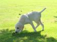 <a href="/ajaxhund.php?hund=Ravensbank%20Sun" data-toggle="modal" data-target="#myModal" data-remote="false" >Ravensbank Sun (Sun)</a> 12 uger gammel <span id="copyright">&copy;Ann Schmidt</span>