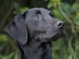 Lovely picture of <a href="/ajaxhund.php?hund=Ravensbank%20Economist" data-toggle="modal" data-target="#myModal" data-remote="false" >Ravensbank Economist (Mynte)</a>, 14 months old. <span id="copyright">&copy;Pia Bielefeldt</span>