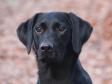 Lovely picture of <a href="/ajaxhund.php?hund=Ravensbank%20Mint" data-toggle="modal" data-target="#myModal" data-remote="false" >Ravensbank Mint (Minte)</a> one year old. <span id="copyright">&copy;Pia Bielefeldt</span>