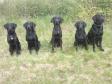 Click here to see picture From a training gathering in Birkerød in May 2013. Five lovely Ravensbank dogs - from the left it is <a href="/ajaxhund.php?hund=Ravensbank%20Janet" data-toggle="modal" data-target="#myModal" data-remote="false" >Ravensbank Janet (Janet)</a>, <a href="/ajaxhund.php?hund=Ravensbank%20Mint" data-toggle="modal" data-target="#myModal" data-remote="false" >Ravensbank Mint (Minte)</a>, <a href="/ajaxhund.php?hund=Ravensbank%20Donna" data-toggle="modal" data-target="#myModal" data-remote="false" >Ravensbank Donna (Bibs)</a>, <a href="/ajaxhund.php?hund=Ravensbank%20Economist" data-toggle="modal" data-target="#myModal" data-remote="false" >Ravensbank Economist (Mynte)</a> and rightmost it is <a href="/ajaxhund.php?hund=Ravensbank%20Storm" data-toggle="modal" data-target="#myModal" data-remote="false" >Ravensbank Storm (Charlie)</a>. <span id="copyright">©Anne Kjær Iversen</span>
