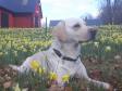 <a href="/ajaxhund.php?hund=Ravensbank%20Brandy" data-toggle="modal" data-target="#myModal" data-remote="false" >SEVCH DKSCH DKSCH(V) Ravensbank Brandy (Bamse)</a> på dagen hvor han opnår at blive Svensk Vildtspor Champion. <span id="copyright">&copy;Heidi Kristiansen</span>