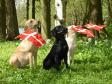 Day of celebration at Kennel Ravensbank: <a href="/ajaxhund.php?hund=Tidemark%20Ivy" data-toggle="modal" data-target="#myModal" data-remote="false" >Tidemark Ivy (Ivy)</a> is to the right, in the middle, is, <a href="/ajaxhund.php?hund=Ravensbank%20Jock" data-toggle="modal" data-target="#myModal" data-remote="false" >Ravensbank Jock (Jock)</a> and to the left is <a href="/ajaxhund.php?hund=Ravensbank%20Wagtail" data-toggle="modal" data-target="#myModal" data-remote="false" >Ravensbank Wagtail (Waggie)</a>. <span id="copyright">&copy;Ravensbank Labrador Retrievers</span>