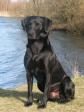 <a href="/ajaxhund.php?hund=Cynhinfa%20Emperor" data-toggle="modal" data-target="#myModal" data-remote="false" >DKBRCH DKJCH Cynhinfa Emperor (Leo)</a>, far til Ivys hvalpe både i 2006 and 2008. Billedet her er taget i februar 2008.  <span id="copyright">&copy;Bernhard Fibæk, Ullerslev</span>