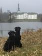 Forrest er det <a href="/ajaxhund.php?hund=Ravensbank%20Jessie" data-toggle="modal" data-target="#myModal" data-remote="false" >Ravensbank Jessie (Jessie)</a>. I baggrunden ses Bregentved Slot. <span id="copyright">&copy;Michael Bang Petersen</span>