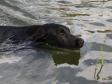 <a href="/ajaxhund.php?hund=Ravensbank%20Economist" data-toggle="modal" data-target="#myModal" data-remote="false" >Ravensbank Economist (Mynte)</a> 4½ months old, swimming like a fish. <span id="copyright">&copy;Pia Bielefeldt</span>