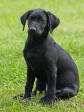 <a href="/ajaxhund.php?hund=Ravensbank%20Economist" data-toggle="modal" data-target="#myModal" data-remote="false" >Ravensbank Economist (Mynte)</a> knap 12 uger gammel <span id="copyright">&copy;Pia Bielefeldt</span>