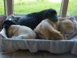 Hygge i flokken. Øverst t.h. er det <a href="/ajaxhund.php?hund=Ravensbank%20Jock" data-toggle="modal" data-target="#myModal" data-remote="false" >Ravensbank Jock (Jock)</a>, Under ham er det <a href="/ajaxhund.php?hund=Ravensbank%20Wagtail" data-toggle="modal" data-target="#myModal" data-remote="false" >Ravensbank Wagtail (Waggie)</a>. Til venstre er det de to otte uger gamle hvalpe, <a href="/ajaxhund.php?hund=Ravensbank%20Bob" data-toggle="modal" data-target="#myModal" data-remote="false" >Ravensbank Bob (Bob)</a> med hovedet på <a href="/ajaxhund.php?hund=Ravensbank%20Hazel" data-toggle="modal" data-target="#myModal" data-remote="false" >Ravensbank Hazel (Hazel)</a> (der er gul). <span id="copyright">&copy;Ravensbank Labrador Retrievers</span>