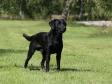 <a href="/ajaxhund.php?hund=Levenghyl%20Como" data-toggle="modal" data-target="#myModal" data-remote="false" >Levenghyl Como (Drago)</a> 3 år gammel. <span id="copyright">&copy;<a href="http://kennelvasegaard.com" title="Klik her for at blive viderestillet til http://kennelvasegaard.com" target="_blank">Charlotte Rasmussen</a></span>