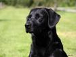 <a href="/ajaxhund.php?hund=Levenghyl%20Como" data-toggle="modal" data-target="#myModal" data-remote="false" >Levenghyl Como (Drago)</a> 3 år gammel. <span id="copyright">&copy;<a href="http://kennelvasegaard.com" title="Klik her for at blive viderestillet til http://kennelvasegaard.com" target="_blank">Charlotte Rasmussen</a></span>
