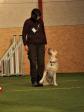 The fine <a href="/ajaxhund.php?hund=Ravensbank%20Tarzan" data-toggle="modal" data-target="#myModal" data-remote="false" >LP1 LP2 LP3 DKLPCH NW1 Ravensbank Tarzan (Buddy)</a> shows a Ravensbank "classic" trick with the paw on your shoe as he sits in start position. <span id="copyright">&copy;Helle Kublitz</span>