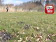 Indledende træning af vildt med den unge Ravensbank Lennox (Jack).&nbsp;&copy;Ravensbank Labrador Retrievers