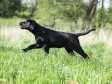 <a href="/ajaxhund.php?hund=Ravensbank%20Biscuit" data-toggle="modal" data-target="#myModal" data-remote="false" >Ravensbank Biscuit (Bibi)</a> 10 uger gammel <span id="copyright">&copy;Knud Erik Thinggaard</span>