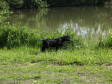 <a href="/ajaxhund.php?hund=Ravensbank%20Biscuit" data-toggle="modal" data-target="#myModal" data-remote="false" >Ravensbank Biscuit (Bibi)</a> 10 uger gammel <span id="copyright">&copy;Knud Erik Thinggaard</span>