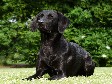 <a href="/ajaxhund.php?hund=Ravensbank%20Donna" data-toggle="modal" data-target="#myModal" data-remote="false" >Ravensbank Donna (Bibs)</a>, 11 måneder gammel <span id="copyright">&copy;<a href="http://www.sanneshundecenter.dk/" title="Klik her for at blive viderestillet til http://www.sanneshundecenter.dk/" target="_blank">Sanne Amnitsbøll, Sannes Hundecenter</a></span>