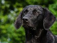 <a href="/ajaxhund.php?hund=Ravensbank%20Donna" data-toggle="modal" data-target="#myModal" data-remote="false" >Ravensbank Donna (Bibs)</a>, 11 måneder gammel <span id="copyright">&copy;<a href="http://www.sanneshundecenter.dk/" title="Klik her for at blive viderestillet til http://www.sanneshundecenter.dk/" target="_blank">Sanne Amnitsbøll, Sannes Hundecenter</a></span>