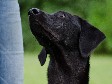 <a href="/ajaxhund.php?hund=Ravensbank%20Donna" data-toggle="modal" data-target="#myModal" data-remote="false" >Ravensbank Donna (Bibs)</a>, 11 måneder gammel <span id="copyright">&copy;<a href="http://www.sanneshundecenter.dk/" title="Klik her for at blive viderestillet til http://www.sanneshundecenter.dk/" target="_blank">Sanne Amnitsbøll, Sannes Hundecenter</a></span>