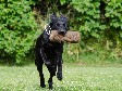 <a href="/ajaxhund.php?hund=Ravensbank%20Donna" data-toggle="modal" data-target="#myModal" data-remote="false" >Ravensbank Donna (Bibs)</a>, 11 måneder gammel <span id="copyright">&copy;<a href="http://www.sanneshundecenter.dk/" title="Klik her for at blive viderestillet til http://www.sanneshundecenter.dk/" target="_blank">Sanne Amnitsbøll, Sannes Hundecenter</a></span>