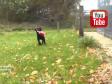 Ravensbank Bob (Bob) holder flagfest for sine venner.&nbsp;&copy;Ravensbank Labrador Retrievers