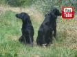 Så er jagtsæsonen begyndt, og Ravensbank Holly (Holly) (til venstre) har debut. I midten er det Ravensbank Biscuit (Bibi) og til højre er det Ravensbank Bob (Bob)&nbsp;&copy;Ravensbank Labrador Retrievers