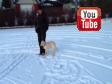 Click here to see video A short video of park position training with four months old Ravensbank Hazel (Hazel) taken at at completely new place to her with lots of distractions.... ©Malene Petersen
