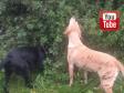 We are talking about the great occupation in the fall season. Good old Ravensbank Wagtail (Waggie) isn't seeing all that well, but apart from that the party is never ending.&nbsp;&copy;Ravensbank Labrador Retrievers