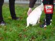 To søde piger på 12-14 år så mig gå rundt på engen med Ravensbank Peanut (Peanut). Jeg bød dem ind for at hilse på ham, og sådan tog han imod de fremmede.&nbsp;&copy;Ravensbank Labrador Retrievers