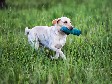 <a href="/ajaxhund.php?hund=Ravensbank%20FT" data-toggle="modal" data-target="#myModal" data-remote="false" >DKRLCH Ravensbank FT (Pink)</a>, juli 2013, 2 år og 2 måneder gammel <span id="copyright">&copy;<a href="http://www.labheartbreaker.dk/" title="Klik her for at blive viderestillet til http://www.labheartbreaker.dk/" target="_blank">Susanne Hemmingsen</a></span>