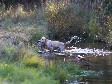 <a href="/ajaxhund.php?hund=Ravensbank%20Tip" data-toggle="modal" data-target="#myModal" data-remote="false" >FI KVA, SE KVA Ravensbank Tip (Tipi)</a>, 5 år og 4 måneder old. <span id="copyright">&copy;<a href="http://www.rivakka.net/middlerivers/News.html" title="Klik her for at blive viderestillet til http://www.rivakka.net/middlerivers/News.html" target="_blank">Maarit Saarinen</a></span>