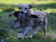 <a href="/ajaxhund.php?hund=Ravensbank%20Tip" data-toggle="modal" data-target="#myModal" data-remote="false" >FI KVA, SE KVA Ravensbank Tip (Tipi)</a>, 5 år og 4 måneder old. <span id="copyright">&copy;<a href="http://www.rivakka.net/middlerivers/News.html" title="Klik her for at blive viderestillet til http://www.rivakka.net/middlerivers/News.html" target="_blank">Maarit Saarinen</a></span>