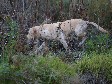 <a href="/ajaxhund.php?hund=Ravensbank%20Tip" data-toggle="modal" data-target="#myModal" data-remote="false" >FI KVA, SE KVA Ravensbank Tip (Tipi)</a>, 5 år og 4 måneder old. <span id="copyright">&copy;<a href="http://www.rivakka.net/middlerivers/News.html" title="Klik her for at blive viderestillet til http://www.rivakka.net/middlerivers/News.html" target="_blank">Maarit Saarinen</a></span>