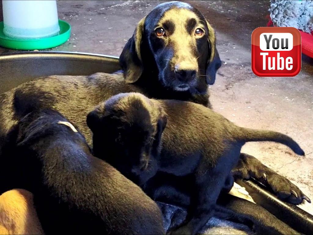 Bibi hygger sig med fire af sine hvalpe fra 2020.&nbsp;&copy;Ravensbank Labrador Retrievers