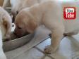 Now the puppies eat together from one big bowl. They are now just short of four weeks old. The menu is minced salmon-based puppy dryfood mixed with cod roe, water and acidophilus sour milk. ©Ravensbank Labrador Retrievers