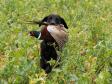 Ravensbank Economist (Mynte) in action picking up. It was a remarkable bird. Wounded and falling 125 meters into fodder radish - and running. Mynte picked up the scent and chased down the pheasant over 50 meters.&nbsp;&copy;Pia Bielefeldt