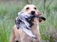 Min egen hund, <a href="/ajaxhund.php?hund=Ravensbank%20Wagtail" data-toggle="modal" data-target="#myModal" data-remote="false" >Ravensbank Wagtail (Waggie)</a> er her fanget med sidste fugl på post 4 til Unghundemesterskabet 2008. Dommeren bedømte hendes arbejde til max. point. <span id="copyright">&copy;<a href="http://www.jagthundefotografen.dk/unghundemesterskab2008.html" title="Klik her for at blive viderestillet til http://www.jagthundefotografen.dk/unghundemesterskab2008.html" target="_blank">Jagthundefotografen</a></span>