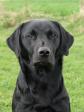 <a href="/ajaxhund.php?hund=Ravensbank%20Duff" data-toggle="modal" data-target="#myModal" data-remote="false" >Ravensbank Duff (Duff)</a> hvor han er 1 år og 11 måneder gammel <span id="copyright">&copy;Steen Rydahl</span>