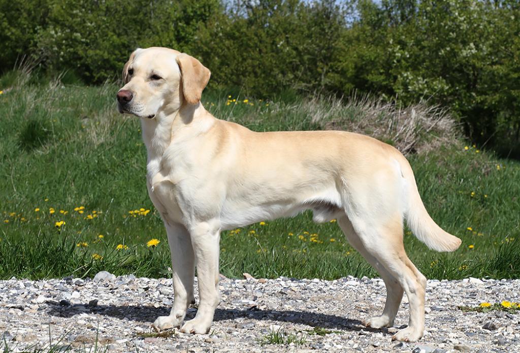 2UM2019 DKBRCH SEJCH 3RM2022 Squareclose West (Bosse), 2 years and 2 months old. ©Charlotte Rasmussen, Kennel Piperfield