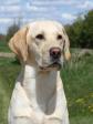 <a href="/ajaxhund.php?hund=Squareclose%20West" data-toggle="modal" data-target="#myModal" data-remote="false" >EV2024 INTFTCH DKFTCH DKBRCH DKWTCH SEJCH 3.RM22 EV23 RM24 Squareclose West (Bosse)</a>, 2 år og 2 måneder gammel. <span id="copyright">&copy;Charlotte Rasmussen, Kennel Piperfield</span>