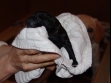 Hvalp nr. 2 der blev født d. 9. maj 2008 kl. 20:35. En tæve på 405 gram. Navn: Ravensbank Flo. <span id="copyright">&copy;Ravensbank Labrador Retrievers</span>