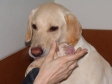 Hanhund født d. 9. maj 2008 kl. 21:15. Vejede 370 gram. Navn: Ravensbank Boss. <span id="copyright">&copy;Ravensbank Labrador Retrievers</span>
