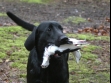 Her er <a href="/dan/labbase/hund.php?hund=Ravensbank Starling&lang=dan&txt=C8BF90&back=003200&link=FFC865&bord=C8BF90&jpg=" target="_blank" alt="se mere om Ravensbank Starling">Ravensbank Starling</a> (Steffi) fanget på Labradors forårsarrangement 2008, hvor hun opnåede 1. pr. i begynderklasse på B-prøve. <span id="copyright">&copy;Pernille Lillevang</span>